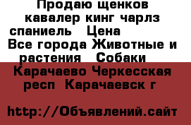 Продаю щенков кавалер кинг чарлз спаниель › Цена ­ 40 000 - Все города Животные и растения » Собаки   . Карачаево-Черкесская респ.,Карачаевск г.